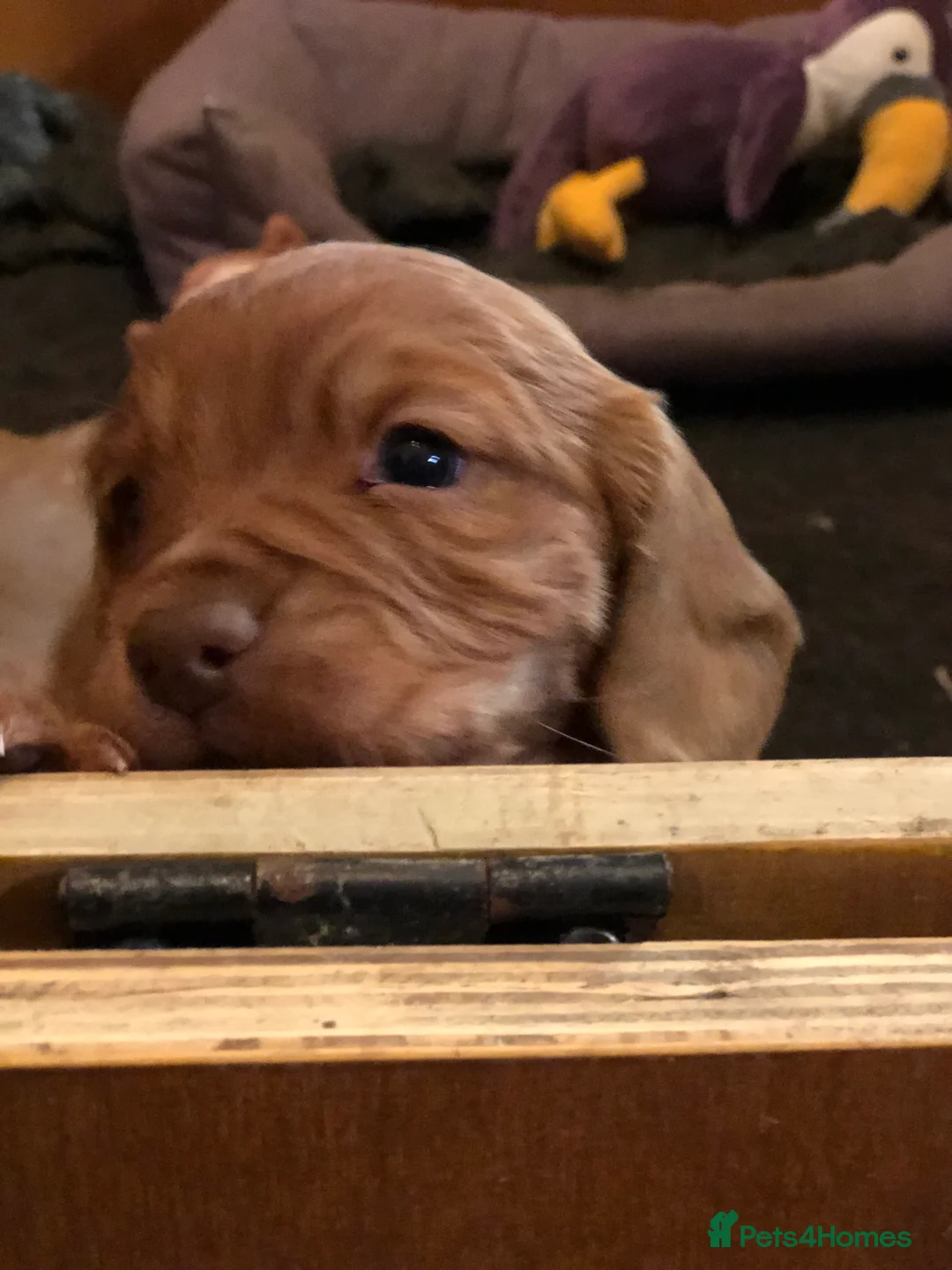 Cocker Spaniel dogs for sale: Cockerspaniel dog puppies - Advert 3