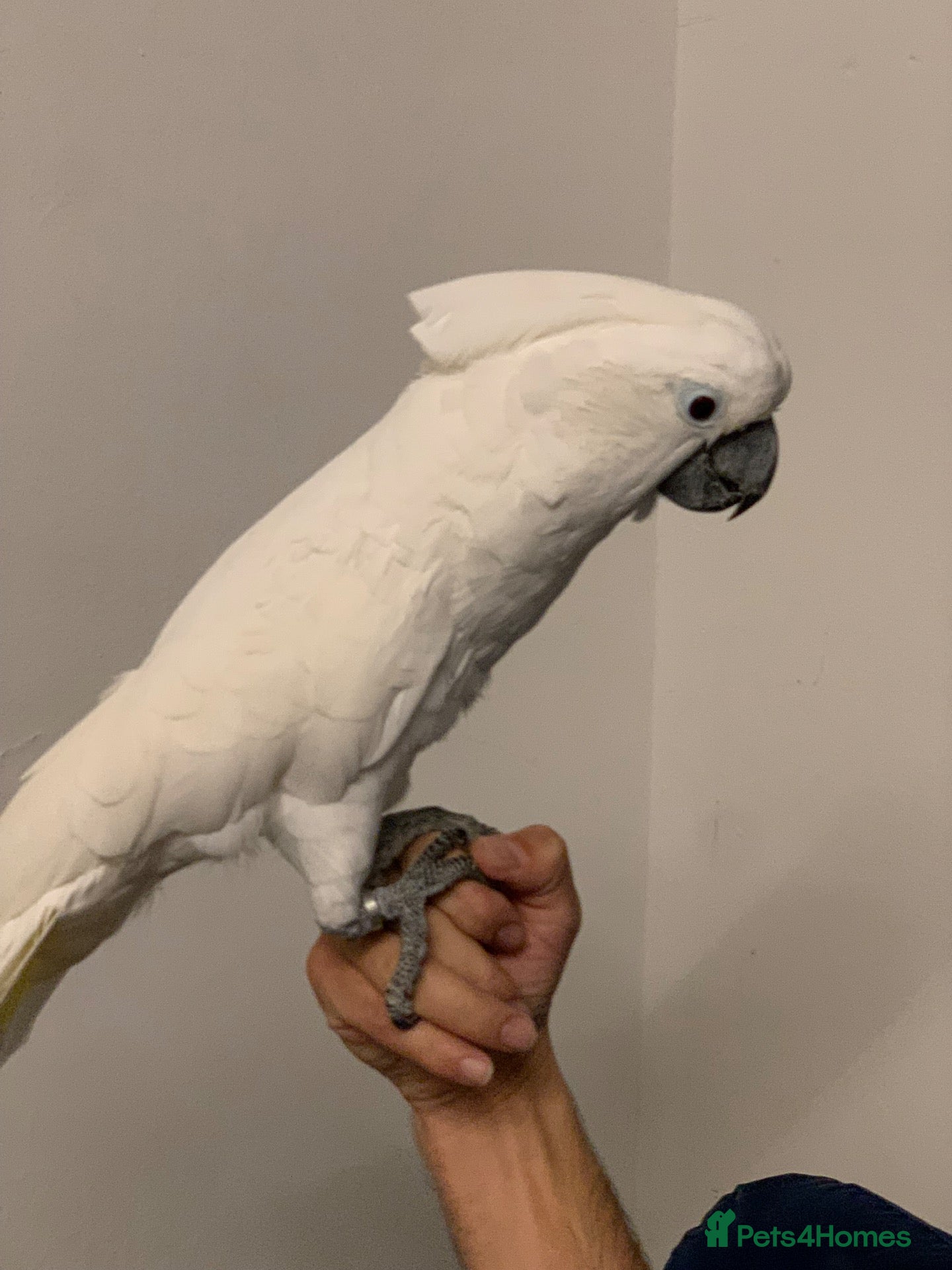 Cockatoo birds Tame Umbrella Cokato female  - Advert 4