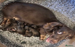 Miniature Dachshund dogs for sale: ⭐️⭐⭐️⭐️⭐️ Litter Due 25th November Reserve Now!  - Advert 2