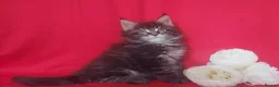 Maine Coon cats for sale: GCCF REGISTERED MAINE COON KITTENS FOR SALE  - Advert 19