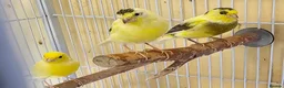Canaries birds for sale: Beautiful canaries - Advert 9
