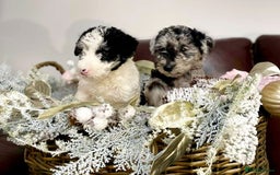 Mixed Breed dogs for sale: STUNNING FOODLE PUPPIES - Advert 14