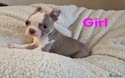 Boston Terrier dogs for sale: Lilac boston babies  - Image 9