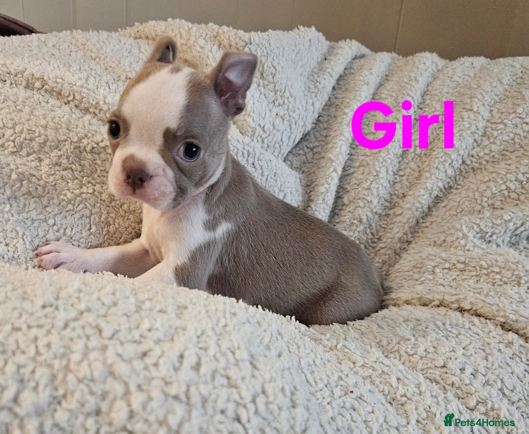 Boston Terrier dogs for sale: Lilac boston babies  - Image 9