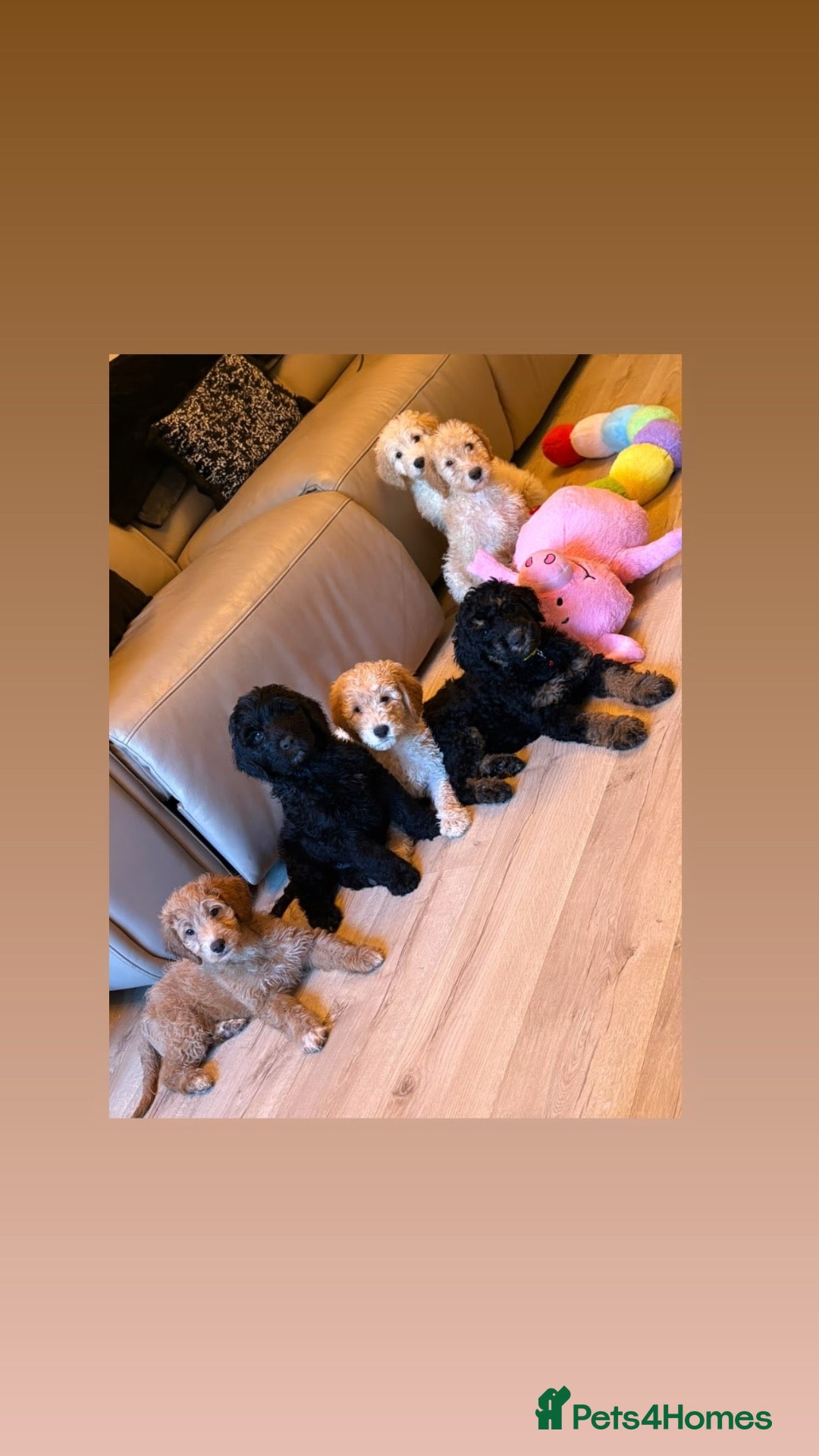 Labradoodle dogs 4 Remaining! Miniature Labradoodles - Advert 3