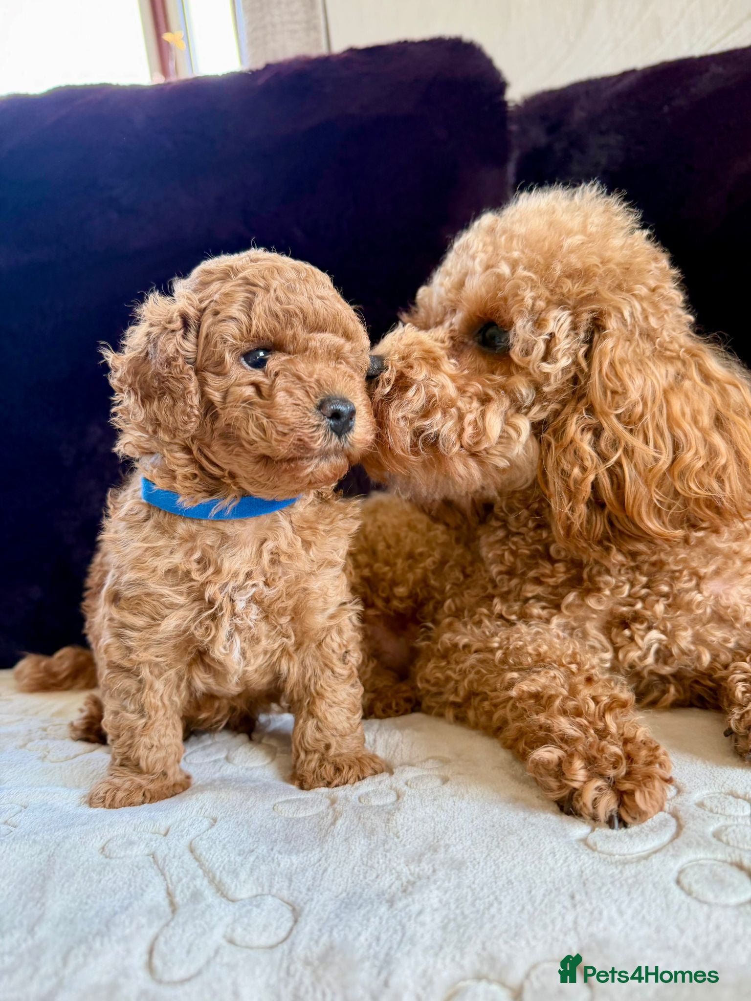 Toy Poodle dogs Adorable KC Red Toy Poodle Puppy – Boy 🐾 - Advert 3