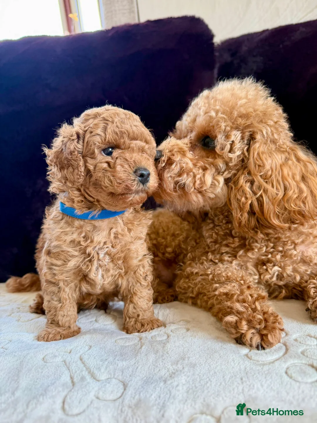 Toy Poodle dogs for sale: Adorable KC Red Toy Poodle Puppy – Boy 🐾 in Taunton - Advert 1