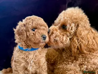 Toy Poodle dogs Adorable KC Red Toy Poodle Puppy – Boy 🐾 - Advert 3