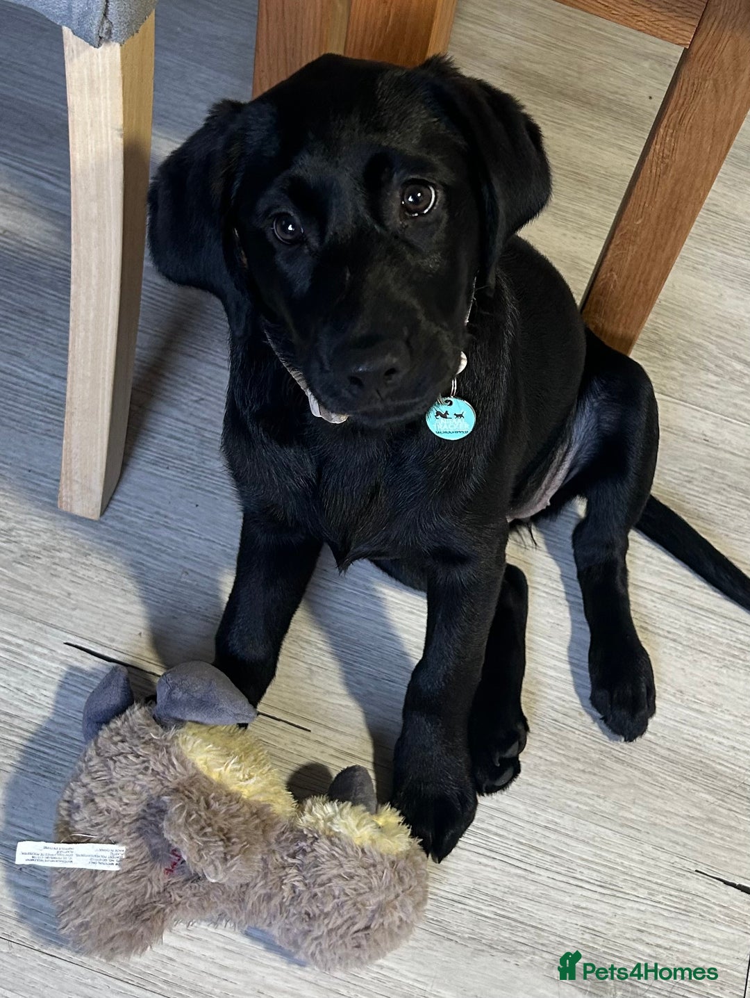 Labrador Retriever dogs for sale: Female Labrador puppy  - Advert 2