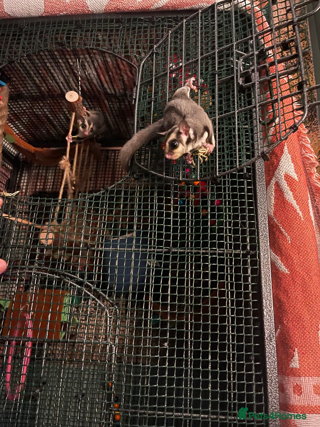 Sugar Glider rodents for sale: 2x sugar gliders for sale  - Advert 4