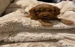 Cockapoo dogs for sale: F1 Cockapoo red puppies - Image 10