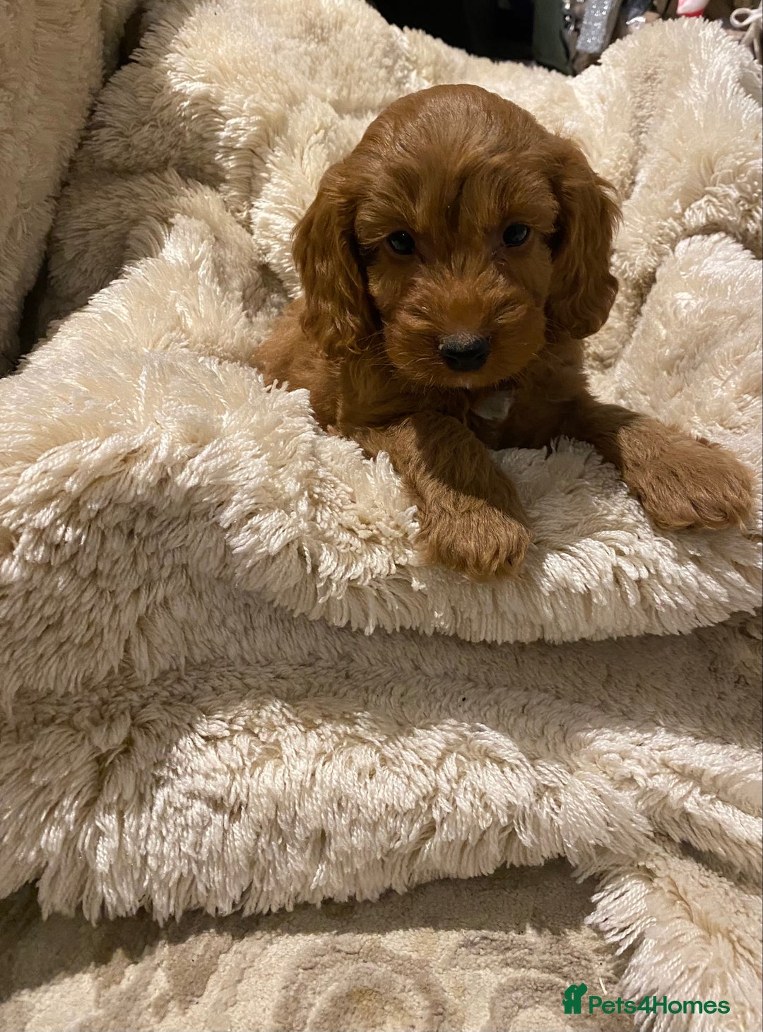 Cockapoo dogs for sale: F1 Cockapoo red puppies - Image 10