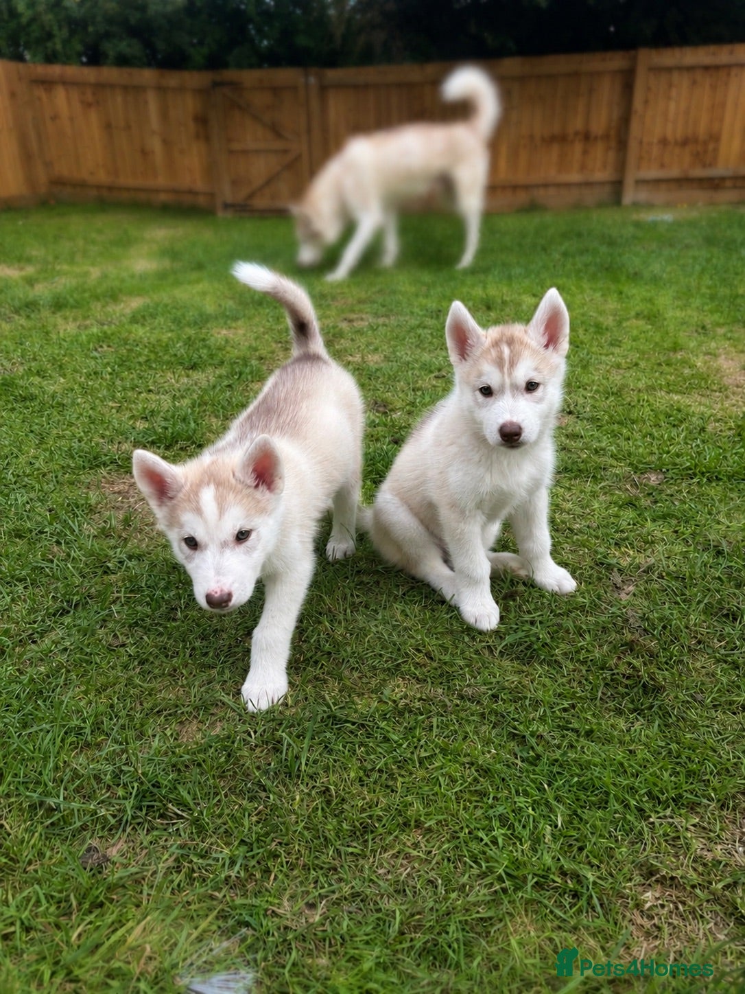 Siberian Husky dogs Siberian husky puppies  - Advert 2