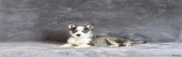 Pomsky dogs for sale: F3 blue eyes perfect husky markings Pomsky puppies - Advert 8