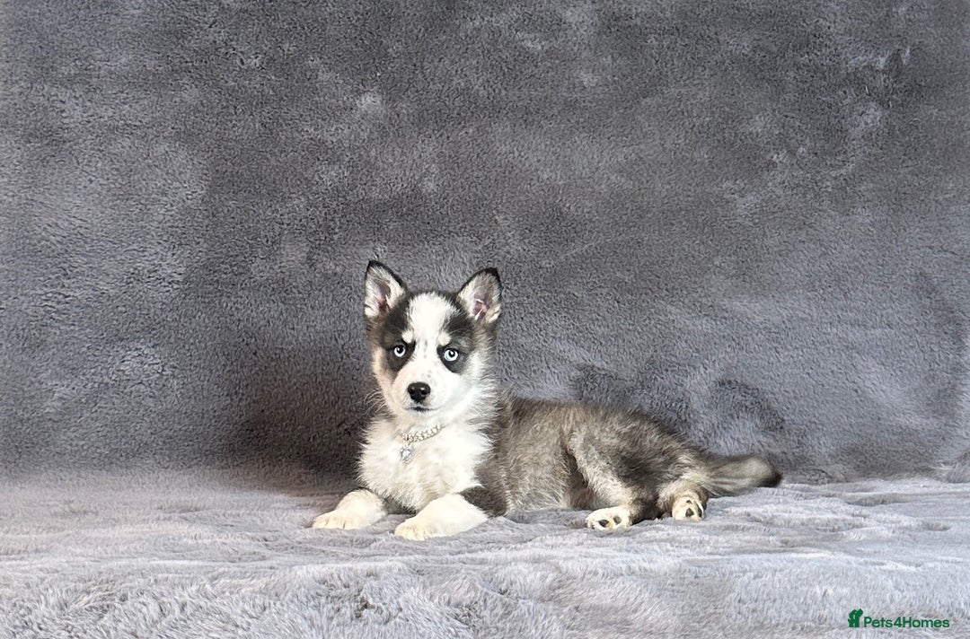 Pomsky dogs for sale: F3 blue eyes perfect husky markings Pomsky puppies - Advert 8