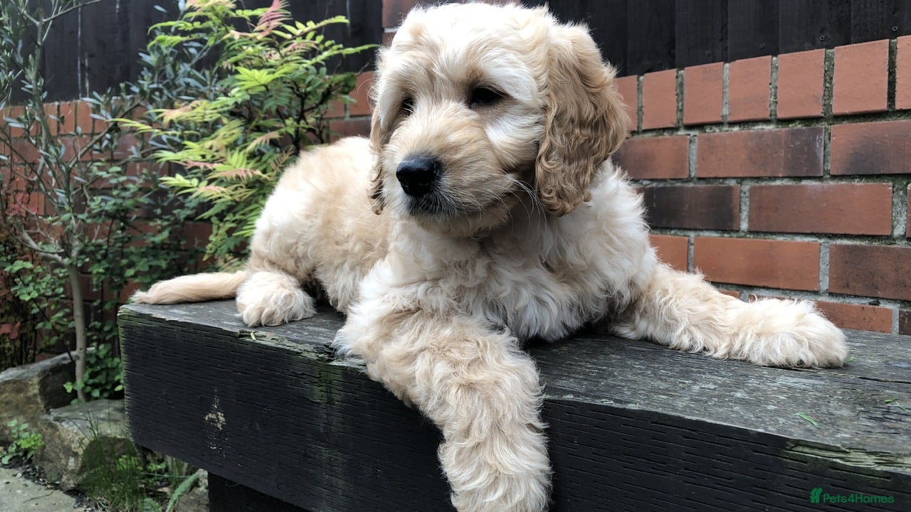 Goldendoodle dogs F1 Miniature Goldendoodle 100% DNA Health Tested - Advert 1