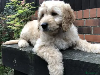 Goldendoodle dogs F1 Miniature Goldendoodle 100% DNA Health Tested - Advert 1