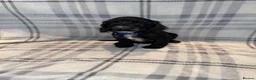 Sproodle dogs for sale: 4LEFT REDUCED!! BEAUTIFUL SPROODLE PUPS! - Advert 14