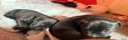 Mixed Breed dogs for sale:  Gorgeous Staffy x Puppies – Ready in 2 Weeks! in Peterborough - Advert 13