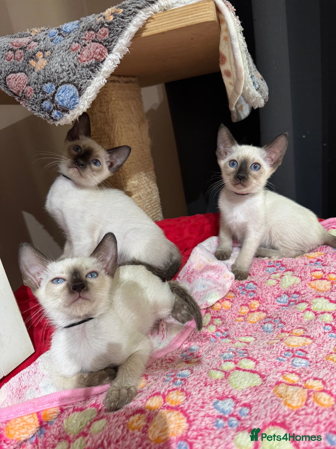 Siamese cats for sale: 1 cute Siamese girl available now-fully vaccinated - Image 14