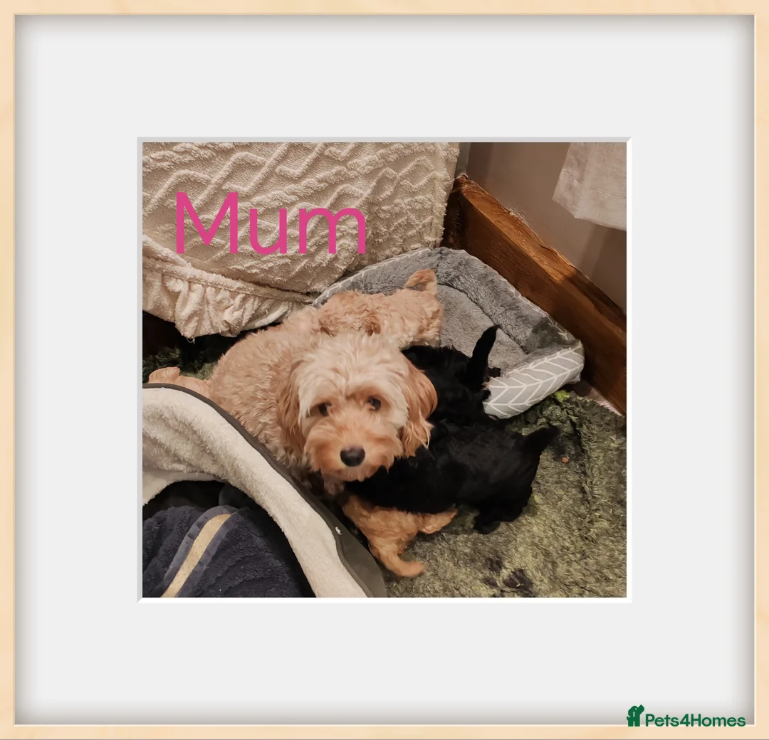 Cavapoo dogs for sale: Beautiful Cavapoos  - Advert 7