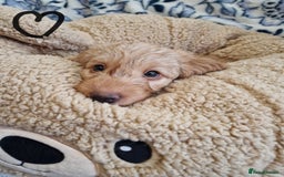 Labradoodle dogs for sale: Gorgeous miniature labradoodle puppies. - Image 17