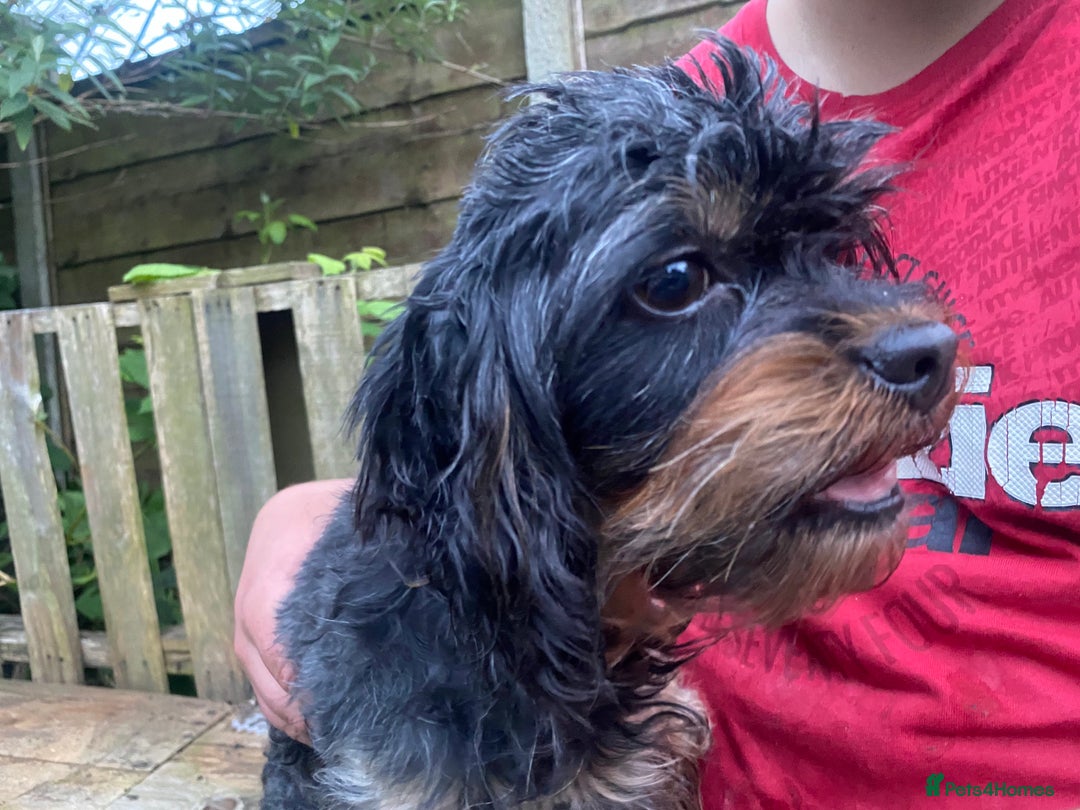 Cavapoo dogs for sale: Loving home needed for two beautiful cavapoos - Image 2