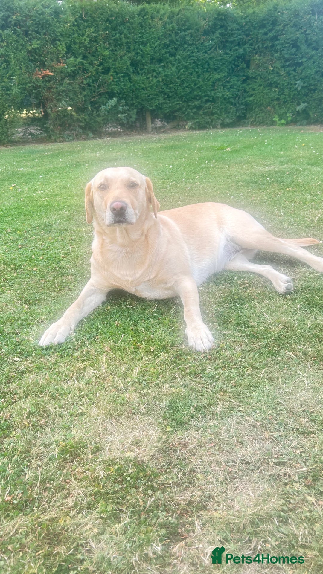 Labrador Retriever dogs for sale: Two Labradors  - Image 1