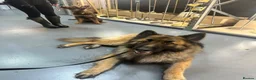 German Shepherd dogs for sale: Zeus 3yo Male GSD - Advert 5