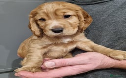 Cocker Spaniel dogs for sale: KC Registered Cocker Spaniel (Working) Puppies - Image 7
