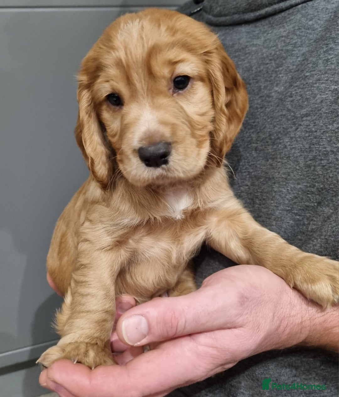 Cocker Spaniel dogs for sale: KC Registered Cocker Spaniel (Working) Puppies - Image 7