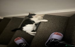 Mixed Breed cats for sale: Billy up for adoption - Image 2