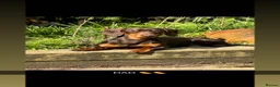 Miniature Dachshund dogs for sale: 5 STAR QUALITY MINIATURE DACHSHUND PUPS - Advert 3