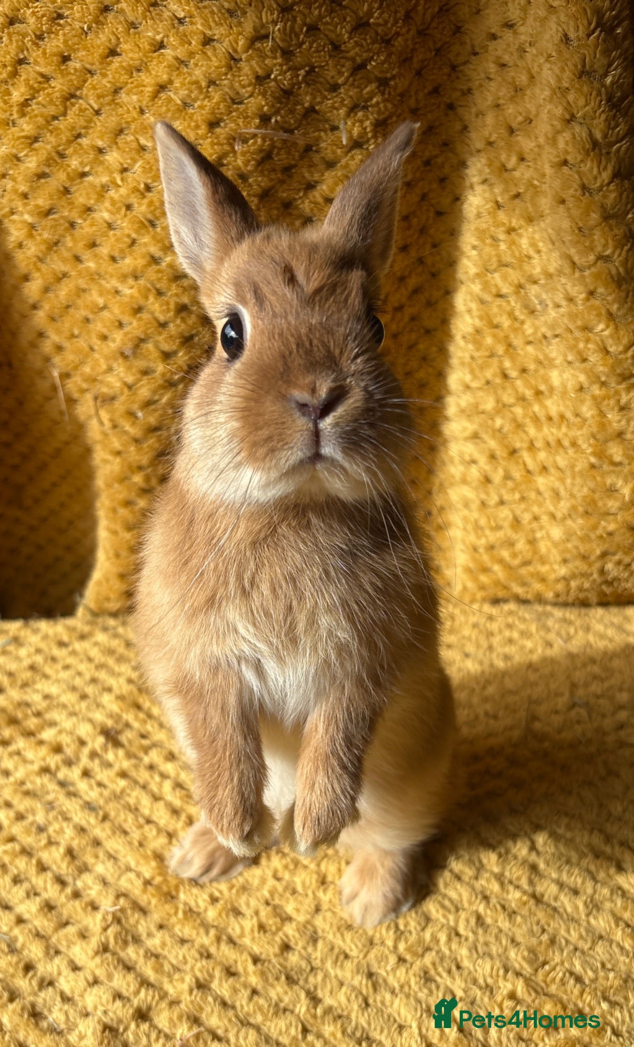 Netherland Dwarf rabbits Stunning Netherland dwarf babies  - Advert 1