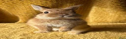 Netherland Dwarf rabbits for sale: Stunning Netherland dwarf babies  - Advert 4