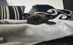 Mixed Breed dogs for sale: Puppy chugs 4 boys  - Image 22