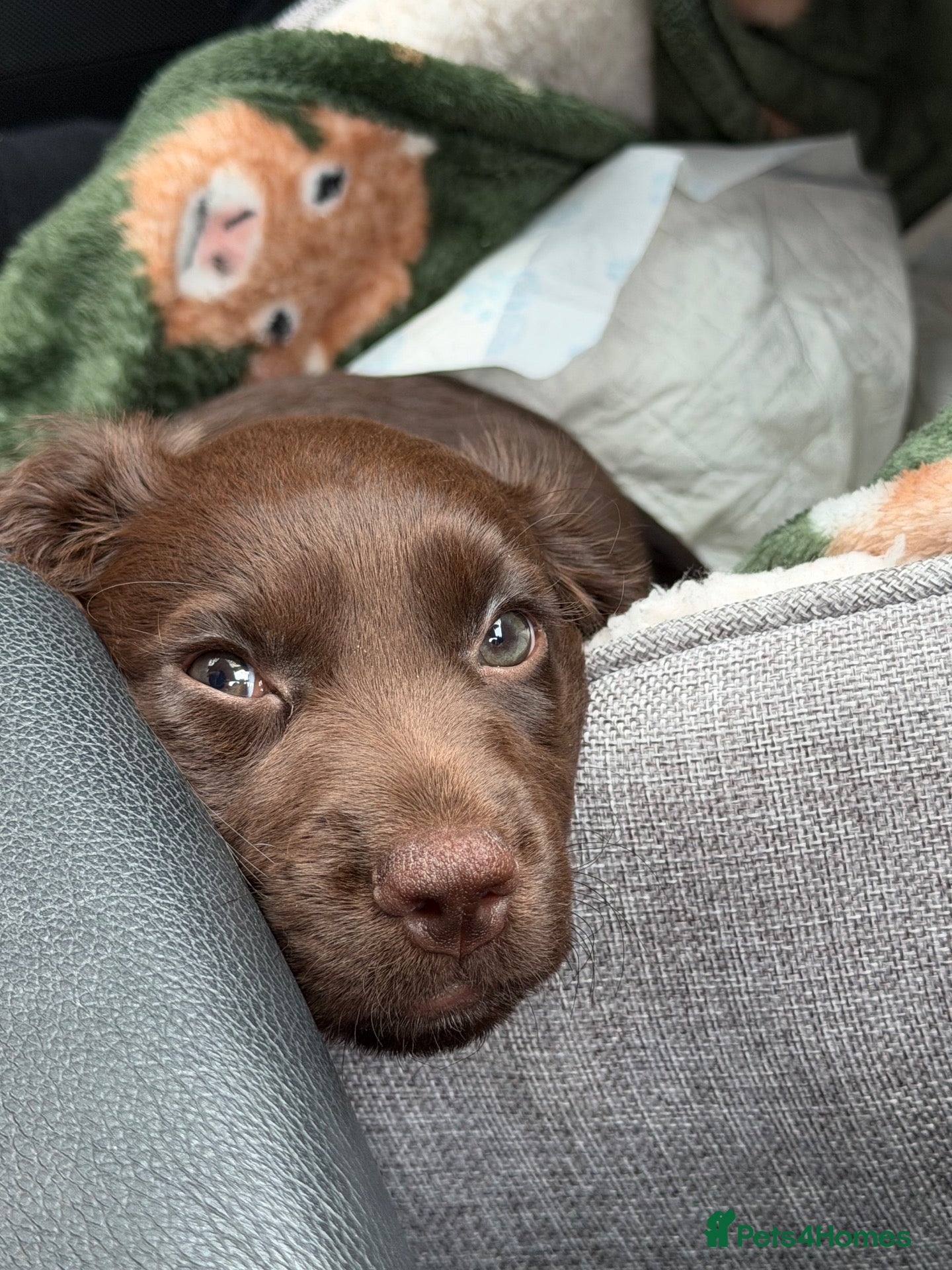Cocker Spaniel dogs My little dolly  - Advert 1