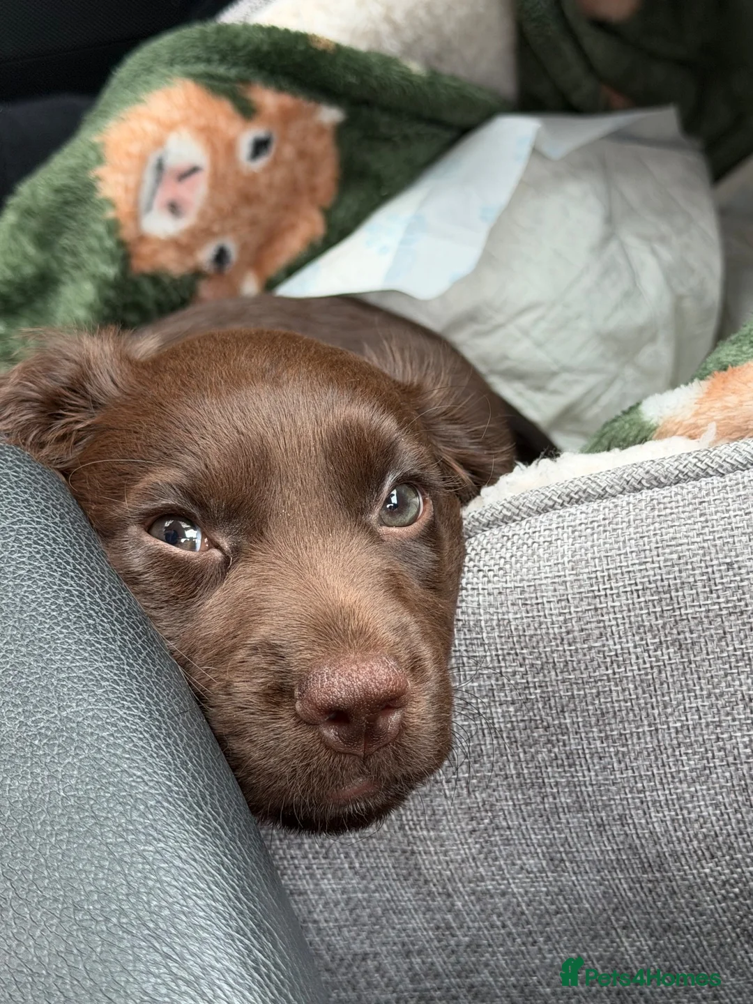 Cocker Spaniel dogs for sale: My little dolly  - Advert 1