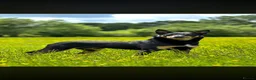 Australian Kelpie dogs for sale: Kelpie cross Collies in Launceston - Advert 2