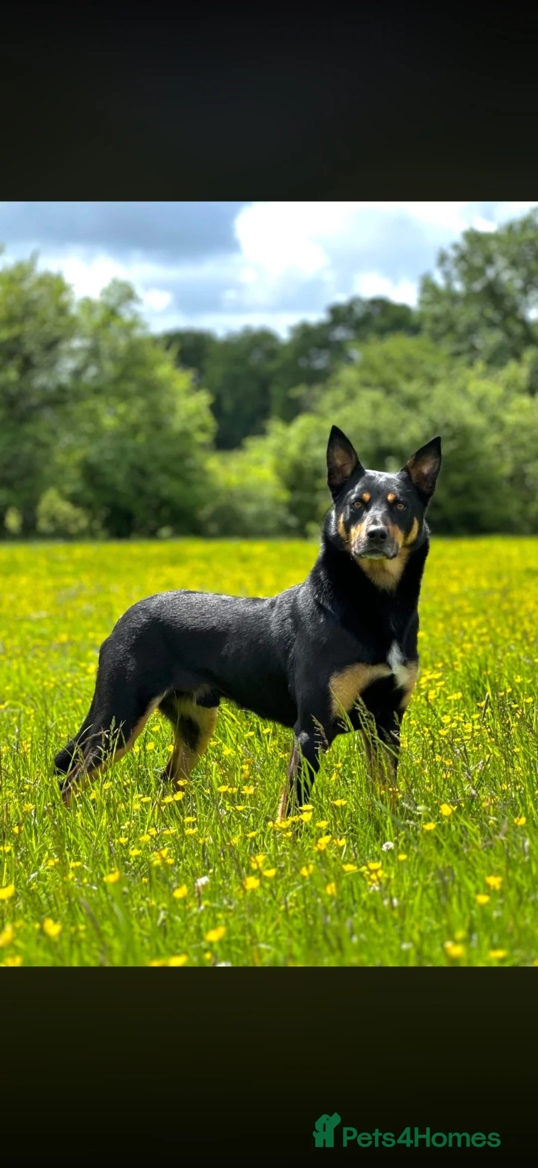 Australian Kelpie dogs for sale: Kelpie cross Collies in Launceston - Advert 2