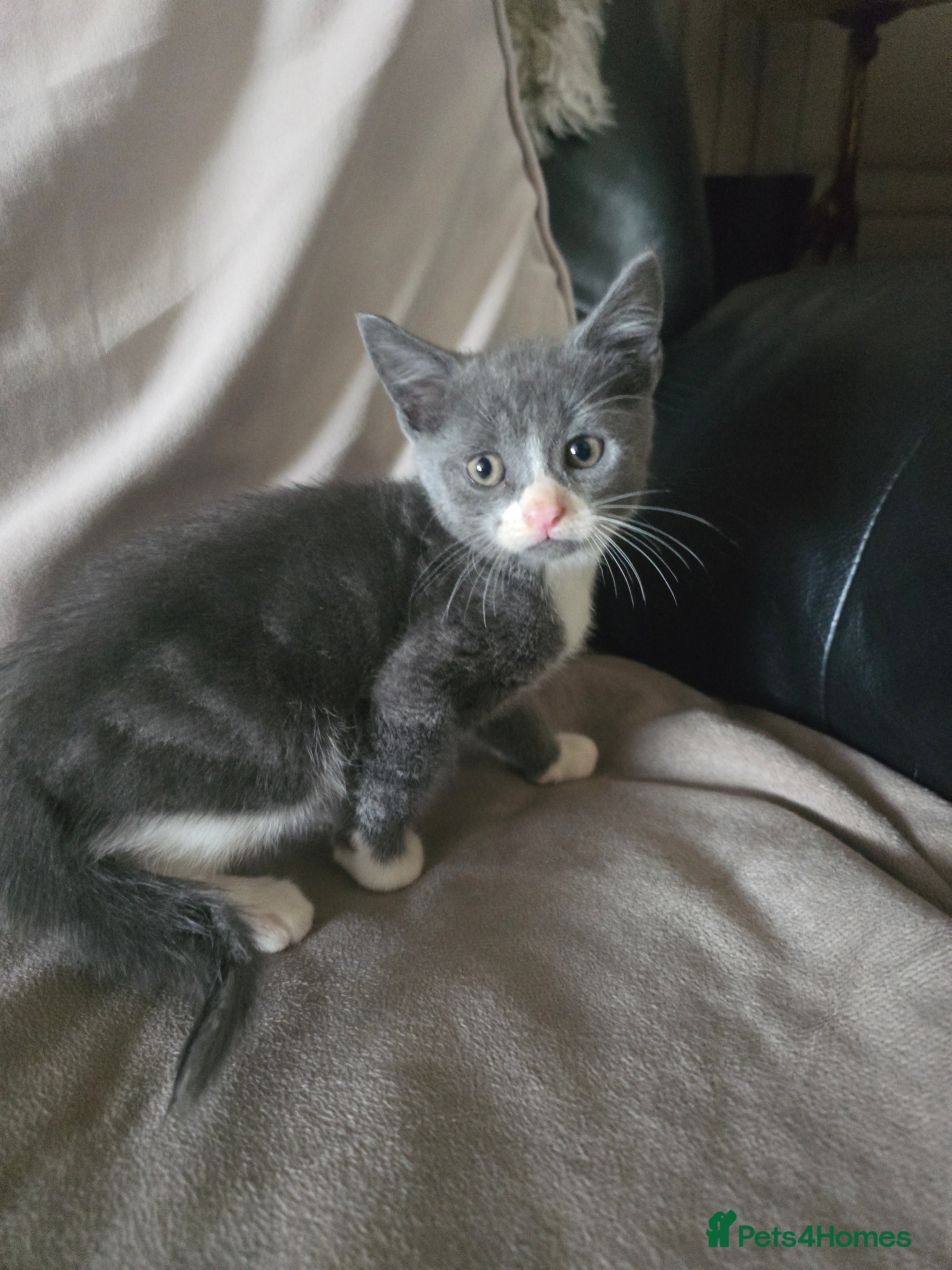 Mixed Breed cats Gorgeous playfull kittens - Advert 2