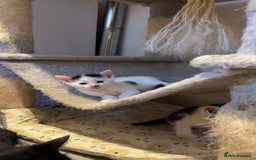 Domestic Shorthair cats for sale: 2 beautiful short hair boys  - Image 2