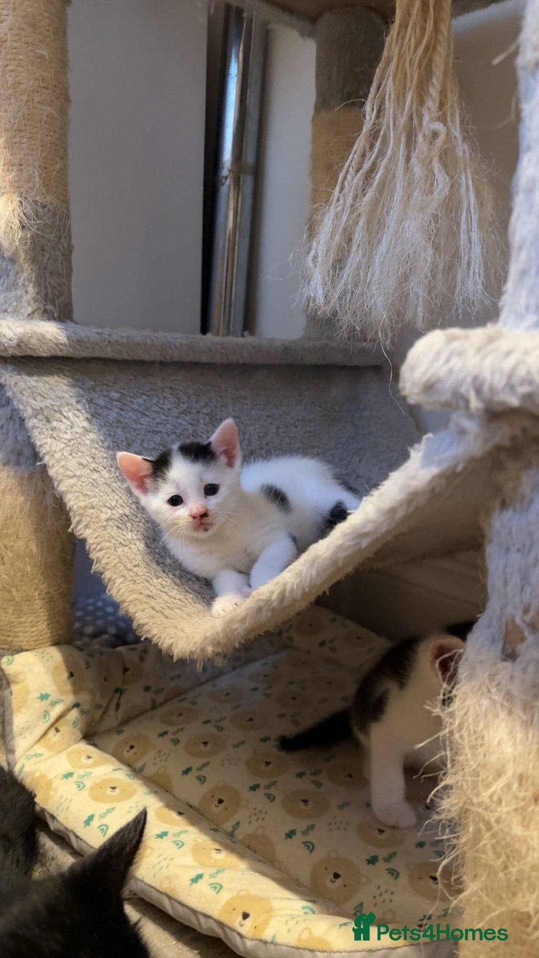 Domestic Shorthair cats for sale: 2 beautiful short hair boys  - Image 2