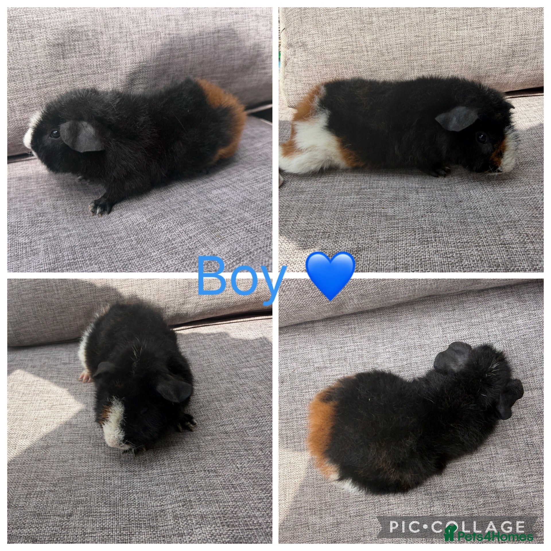 Guinea Pig rodents Male & Female piggies looking for new laps - Advert 2