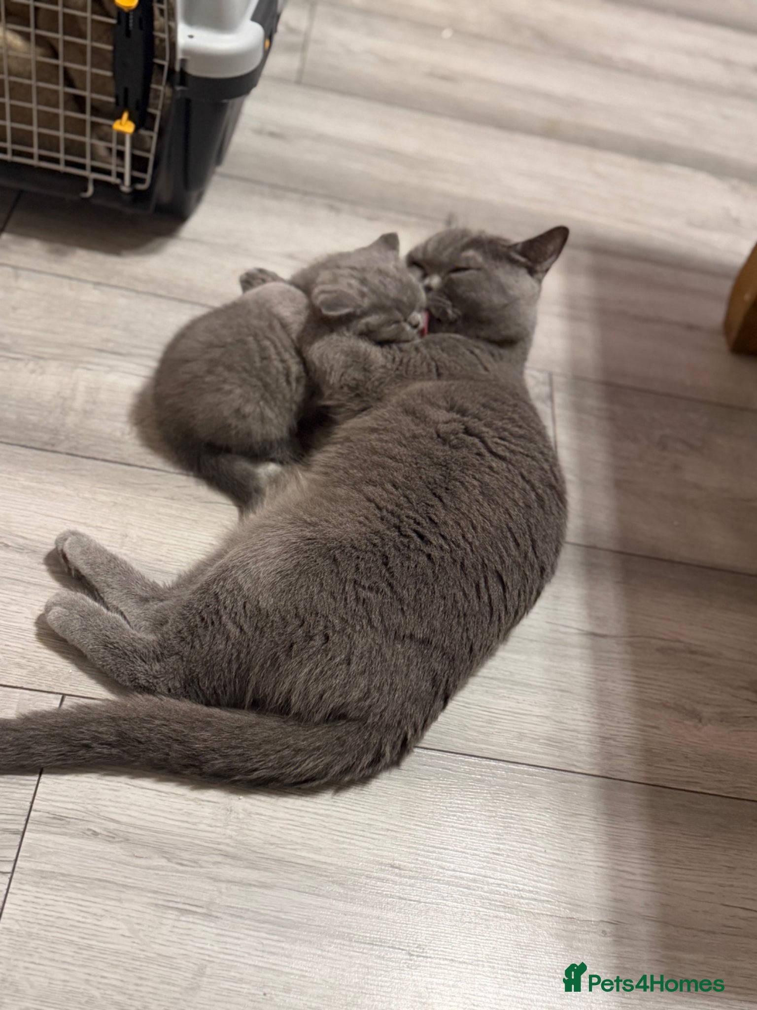 British Shorthair cats for sale: Stunning gccf lilac and chocolate females 🐾 - Advert 1