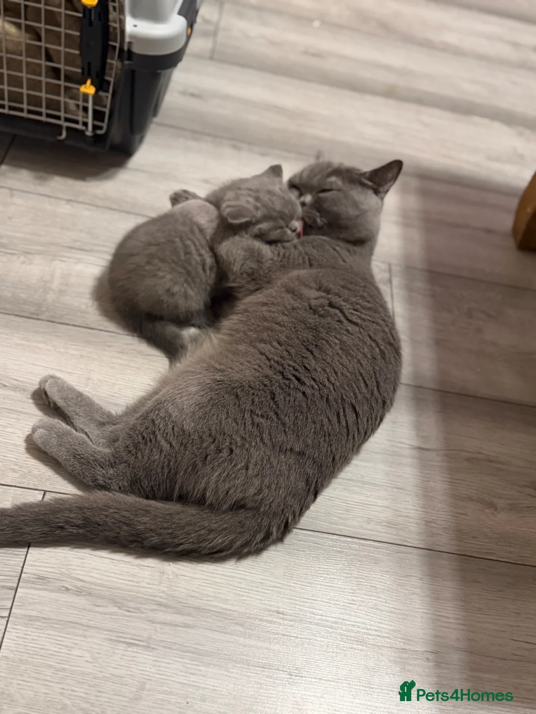 British Shorthair cats for sale: Stunning gccf lilac and chocolate females 🐾 in Gloucester - Advert 1