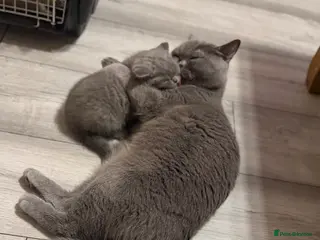 British Shorthair cats for sale: Stunning gccf lilac and chocolate females 🐾 - Advert 1