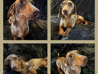 Miniature Dachshund dogs Proven, KC, PRA clear, tested, Miniature Dachshund in Hinckley - Advert 2