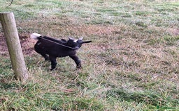 Goats livestock for sale: 3 Pygmy goats wethers - Image 4