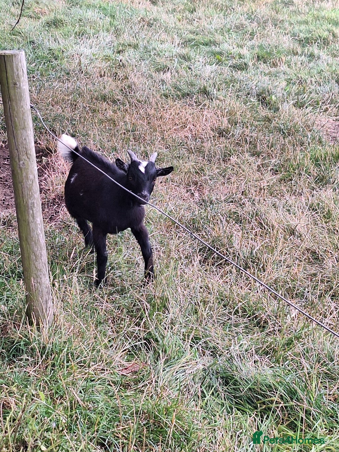 Goats livestock for sale: 3 Pygmy goats wethers - Image 4